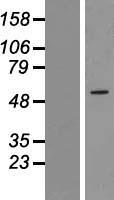 ZNF230 Human Over-expression Lysates NM_006300