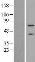 ls007775 znf232 human over expression lysates nm 014519 wb testing 1