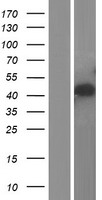 SLC30A4 Human Over-expression Lysates NM_013309