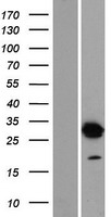 DNALI1 Human Over-expression Lysates NM_003462