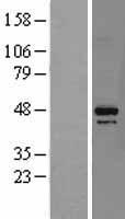 DAP3 Human Over-expression Lysates NM_033657