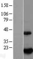 ls007832 btg2 human over expression lysates nm 006763 wb testing 1