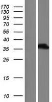 ls007849 pax8 human over expression lysates nm 013992 wb testing 4