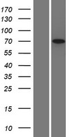 Chromogranin C (SCG2) Human Over-expression Lysates NM_003469