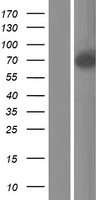 ls007869 semaphorin 3b sema3b human over expression lysates nm 001005914 wb testing 2