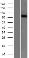 ls007869 semaphorin 3b sema3b human over expression lysates nm 004636 wb testing 1