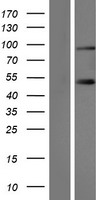 SLMAP Human Over-expression Lysates NM_007159