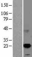 ARMET (MANF) Human Over-expression Lysates NM_006010