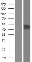 Kv beta 1 (KCNAB1) Human Over-expression Lysates NM_172160