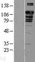 ls007917 bat3 bag6 human over expression lysates nm 001098534 wb testing 4