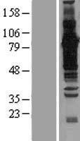 ls007917 bat3 bag6 human over expression lysates nm 004639 wb testing 1