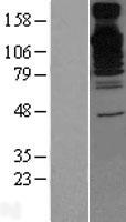 ls007917 bat3 bag6 human over expression lysates nm 080702 wb testing 2