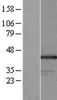 ls007918 bat4 gpank1 human over expression lysates nm 033177 wb testing 1