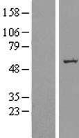 SLC39A7 Human Over-expression Lysates NM_006979