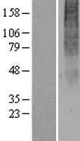 OR2H3 (OR2H2) Human Over-expression Lysates NM_007160