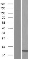ls007940 lst1 human over expression lysates nm 001166538 wb testing 1