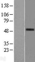 ls007941 pafah pla2g7 human over expression lysates nm 005084 wb testing 1