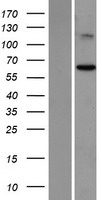 ls007982 st7 human over expression lysates nm 018412 wb testing 1