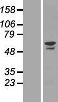 ZNF212 Human Over-expression Lysates NM_012256