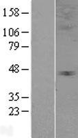ls008001 glycine receptor alpha 3 glra3 human over expression lysates nm 006529 wb testing 1