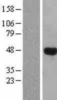 ls008022 lhx3 human over expression lysates nm 014564 wb testing 2