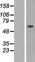 STAM1 (STAM) Human Over-expression Lysates NM_003473