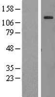 AF10 (MLLT10) Human Over-expression Lysates NM_004641