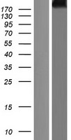 Cubilin (CUBN) Human Over-expression Lysates NM_001081