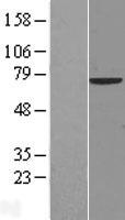 ls008031 ncoa4 human over expression lysates nm 001145263 wb testing 2