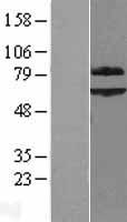ls008036 shoc2 human over expression lysates nm 007373 wb testing 1