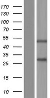 SSPN Human Over-expression Lysates NM_005086