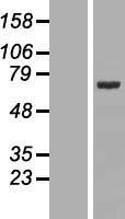 FXR1 Human Over-expression Lysates NM_001013438