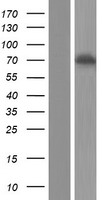 FXR1 Human Over-expression Lysates NM_001013439