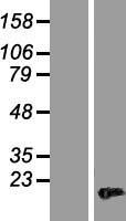 HMGA2 Human Over-expression Lysates NM_003483