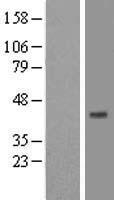 ST8SIA2 Human Over-expression Lysates NM_006011