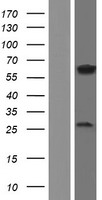 NPRL3 Human Over-expression Lysates NM_001077350