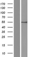 SLC7A5 Human Over-expression Lysates NM_003486