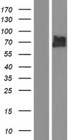 TAF15 Human Over-expression Lysates NM_139215