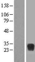 RND2 Human Over-expression Lysates NM_005440
