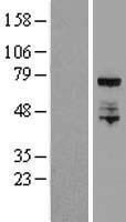 ELL Human Over-expression Lysates NM_006532