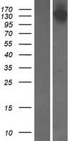 Symplekin (SYMPK) Human Over-expression Lysates NM_004819