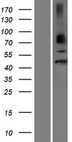 ls008193 neuro d4 dpf1 human over expression lysates nm 001135155 wb testing 1
