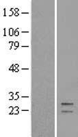 ls008209 gatd3a human over expression lysates nm 198155 wb testing 1