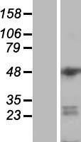 ls008220 ess2 human over expression lysates nm 022719 wb testing 1