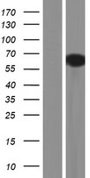 Synapsin III (SYN3) Human Over-expression Lysates NM_003490