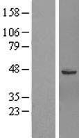 ls008225 gtpbp6 human over expression lysates nm 012227 wb testing 1