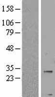 ls008228 pnpla4 human over expression lysates nm 004650 wb testing 1