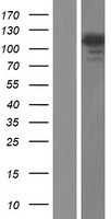 USP11 Human Over-expression Lysates NM_004651