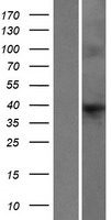 ls008263 hap40 f8a1 human over expression lysates nm 012151 wb testing 1