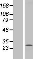 ls008269 tmem187 human over expression lysates nm 003492 wb testing 1